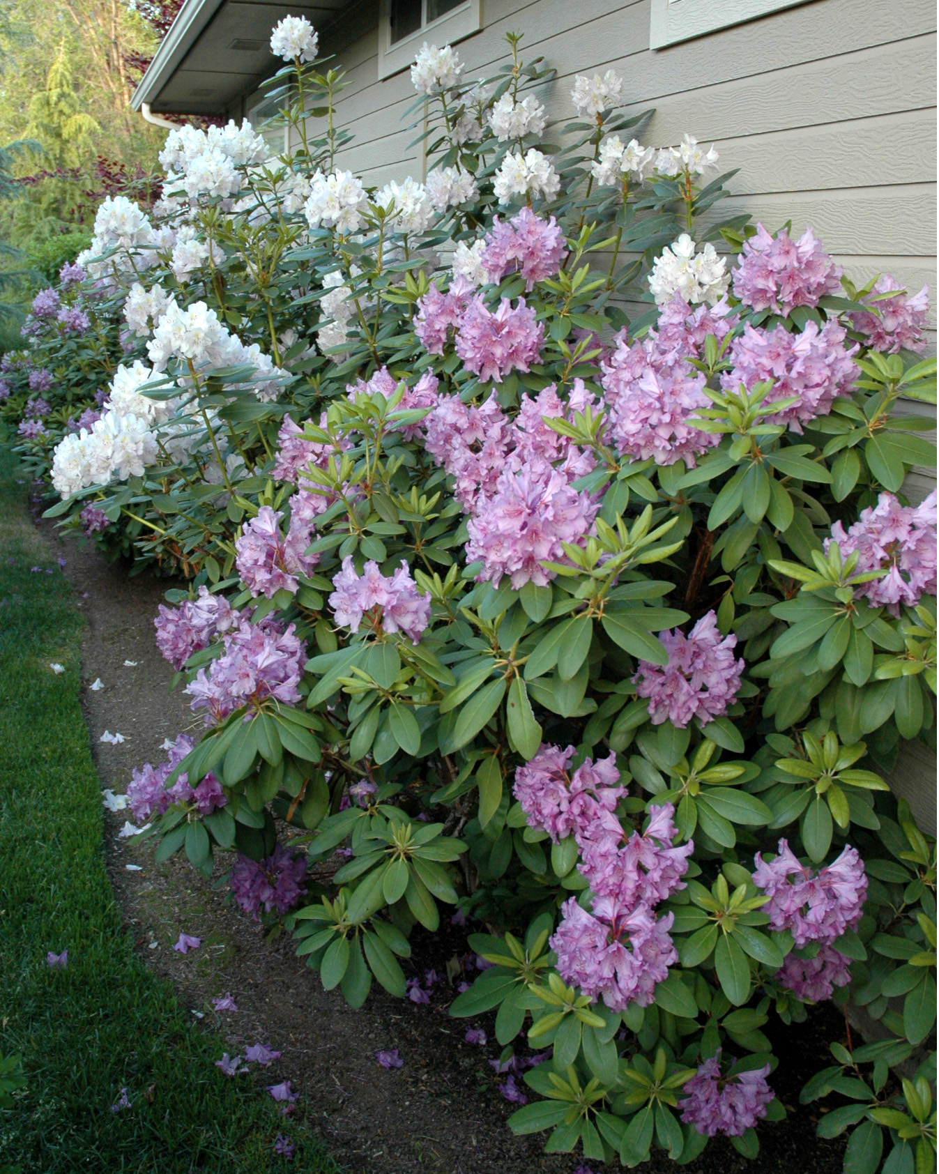 Rhododendrons, My Favorite Spring Shrub! “Stamping the